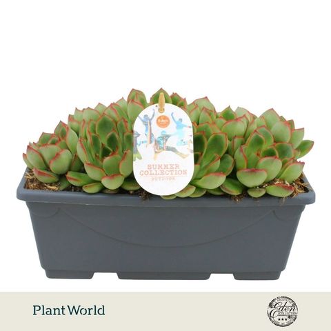 Echeveria 'Skater'