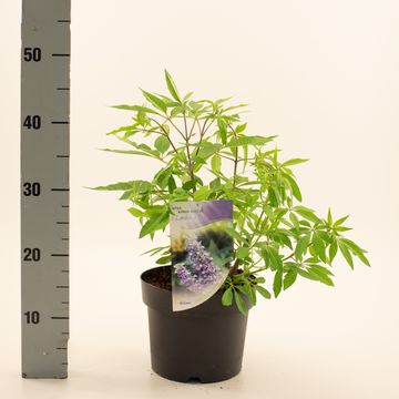 Vitex agnus-castus latifolia