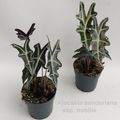 Alocasia sanderiana nobilis