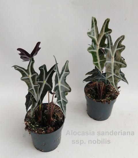 Alocasia sanderiana nobilis