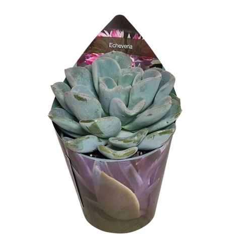 Echeveria 'Orpet'