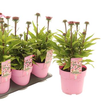 Echinacea purpurea SUNMAGIC VINTAGE BRILLANT ROSE