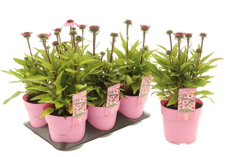 Echinacea purpurea SUNMAGIC VINTAGE BRILLANT ROSE