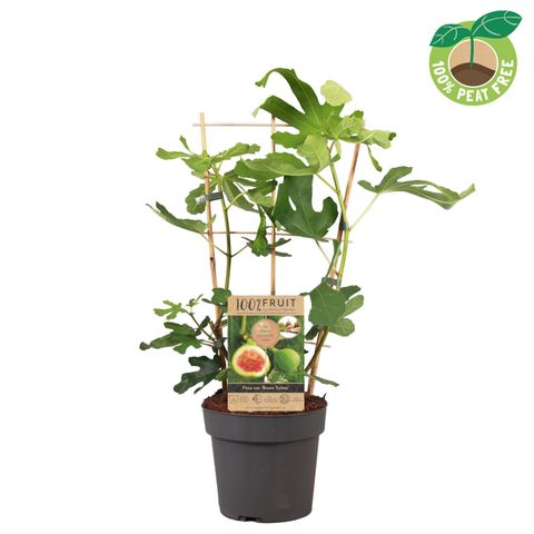 Ficus carica 'Brown Turkey'