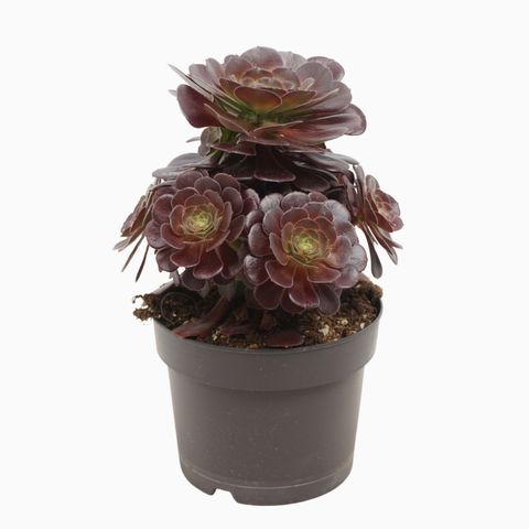 Aeonium 'Blushing Beauty'