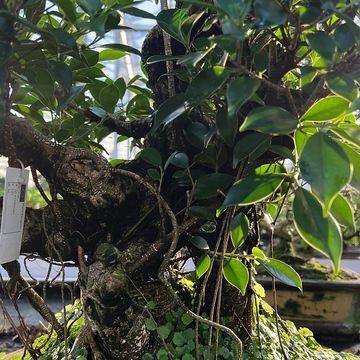 Ficus retusa
