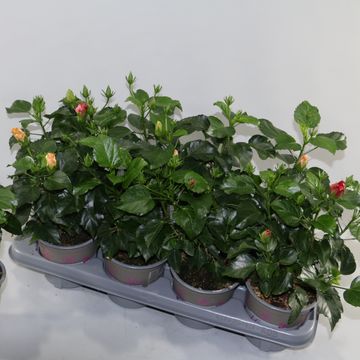 Hibiscus rosa-sinensis MIX