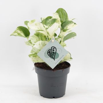 Epipremnum 'Manjula'