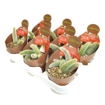 Hildewintera colademononis