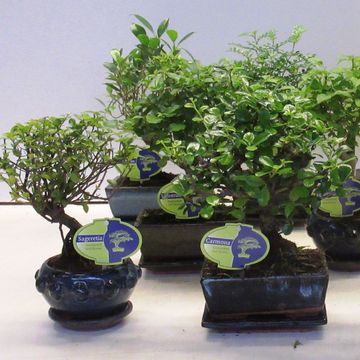 Bonsai MIX
