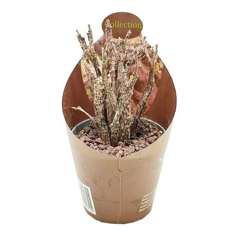 Euphorbia platyclada