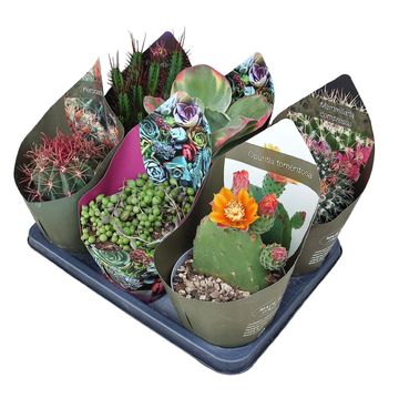 Cactus / Succulents MIX