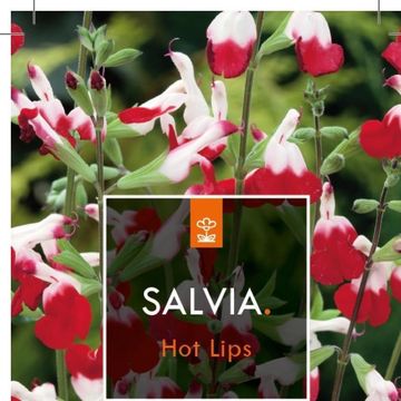 Salvia microphylla 'Hot Lips'