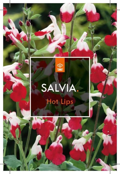 Salvia microphylla 'Hot Lips'