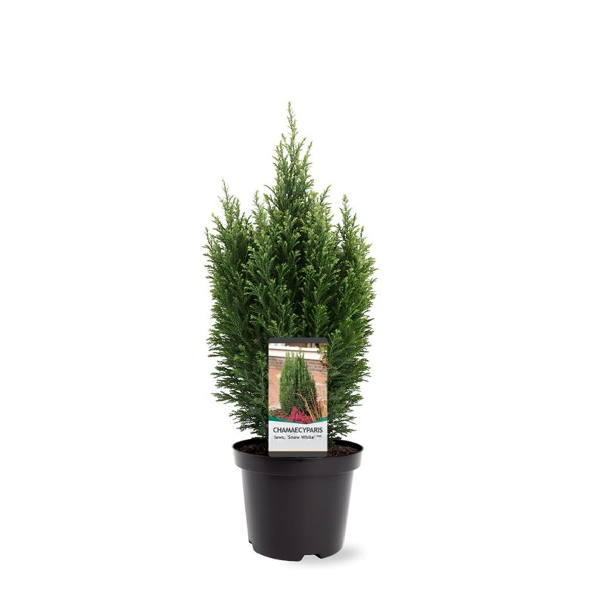 Chamaecyparis lawsoniana ‘Snow White’ — Plant Wholesale FlorAccess