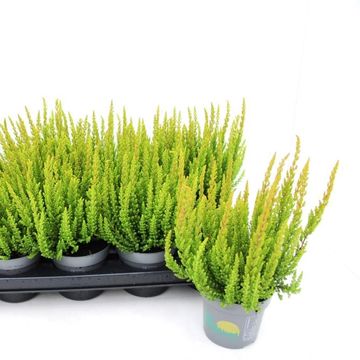 Calluna vulgaris SKYLINE LAS VEGAS