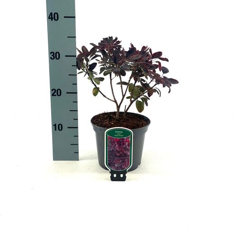 Cotinus coggygria 'Royal Purple'