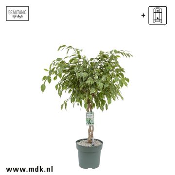 Ficus benjamina 'Golden King'