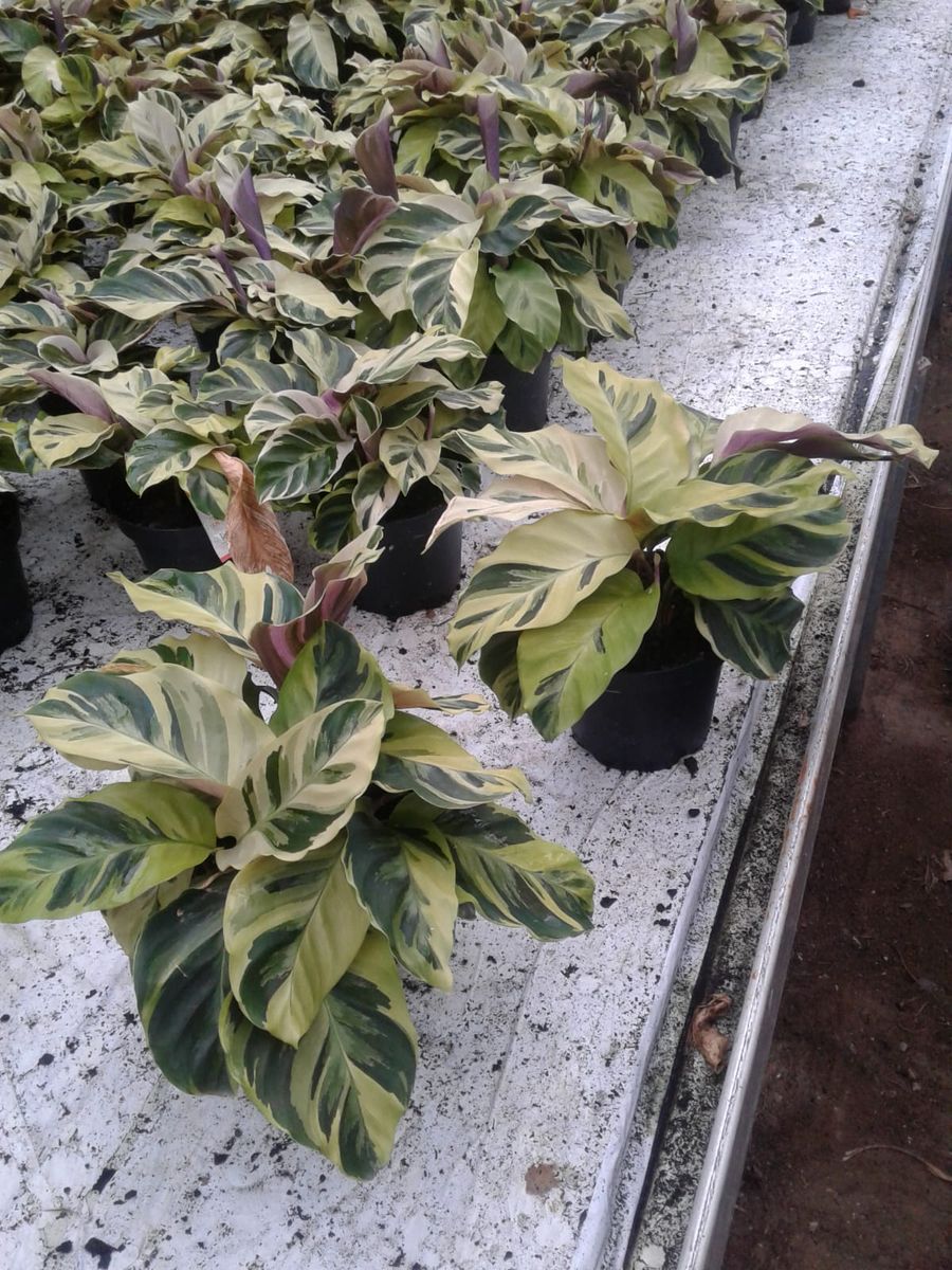 Calathea 'Yellow Fusion'  Plant Wholesale FlorAccess