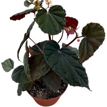 Begonia 'Black Blood'