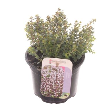 Thymus vulgaris 'Compactus'