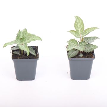 Helleborus lividus 'Purple Ear'