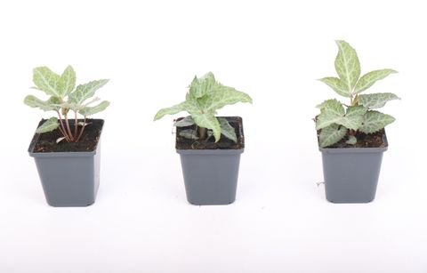 Helleborus lividus 'Purple Ear'