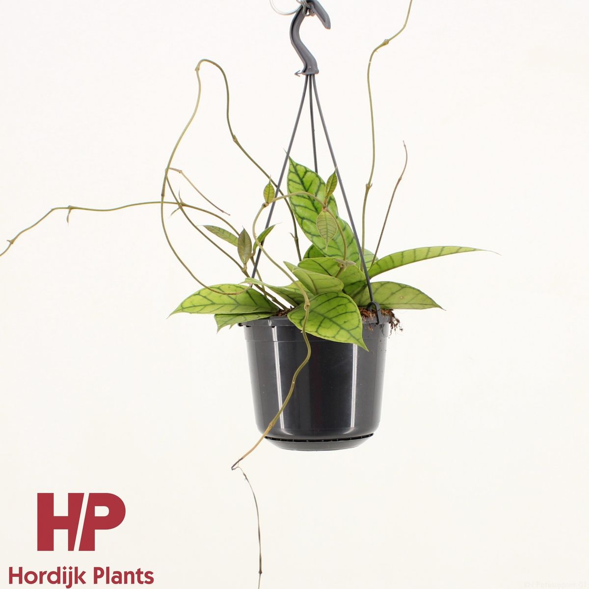 Hoya callistophylla 'KAL 16' — Растения Оптовая FlorAccess