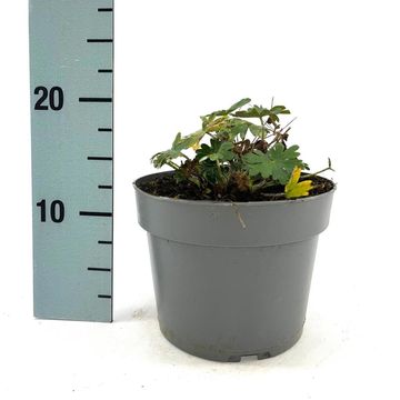 Geranium sanguineum 'Album'