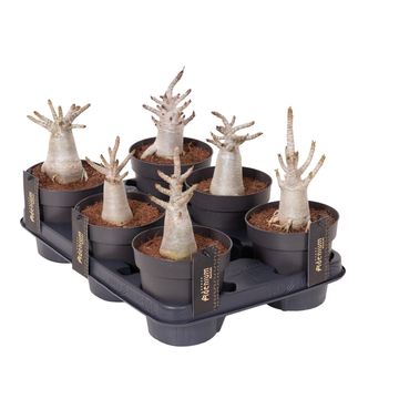 Adenium obesum ANSU BAOBAB