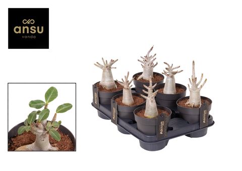 Adenium obesum ANSU BAOBAB