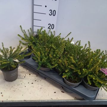 Erica x darleyensis 'Ghost Hills'