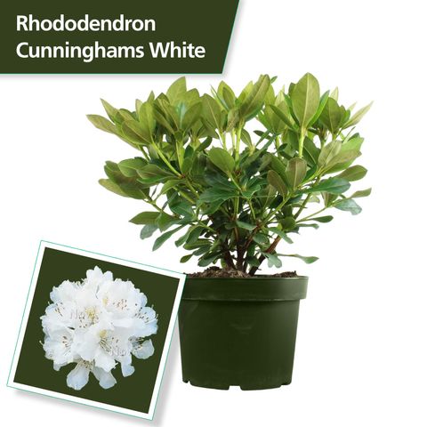 Rhododendron 'Каннингемс Уайт'