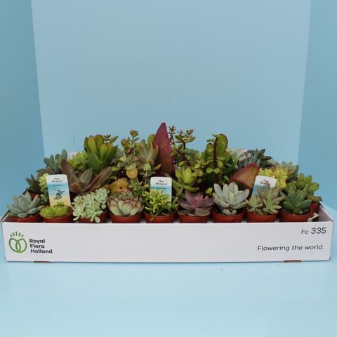 Succulenten MIX