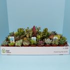 Succulents MIX