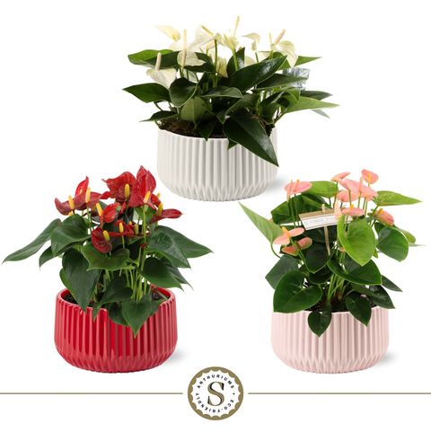 Anthurium ANDRAEANUM MIX