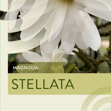 Magnolia stellata