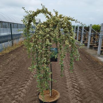 Cotoneaster x suecicus 'Juliette'