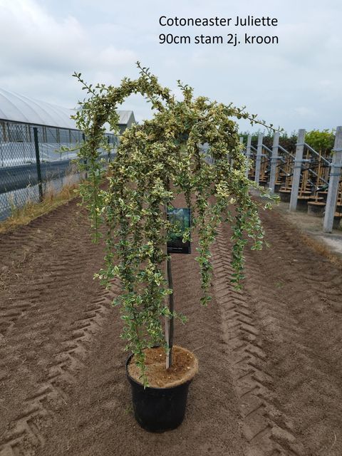 Cotoneaster x suecicus 'Juliette'