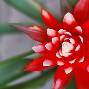 Guzmania HOPE