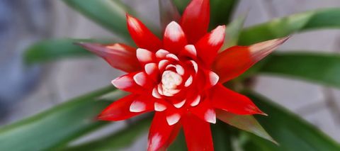 Guzmania HOPE