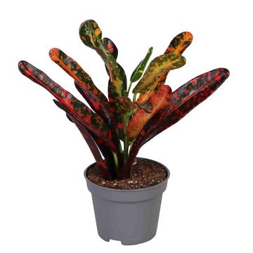 Codiaeum variegatum 'Red Batik'