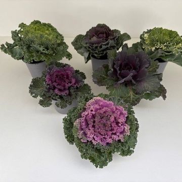 Brassica oleracea MIX