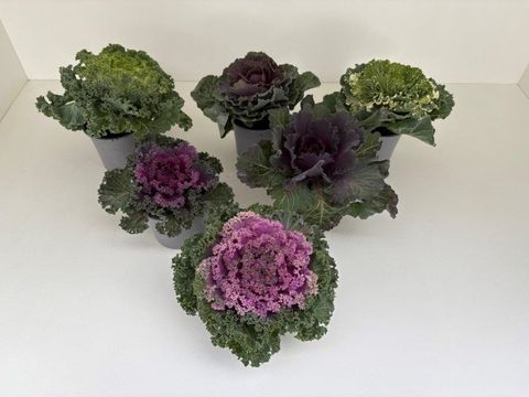 Brassica oleracea MIX