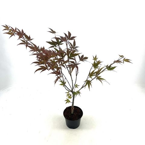 Acer palmatum 'Yezo-nishiki'