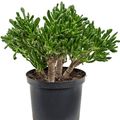 Crassula ovata 'Horntree'