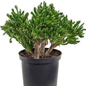 Crassula ovata 'Horntree'