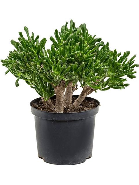 Crassula ovata 'Horntree'