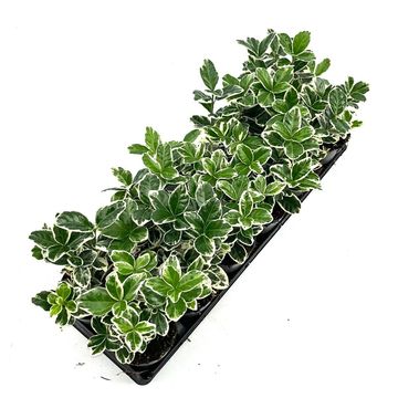 Euonymus japonicus 'Kathy'