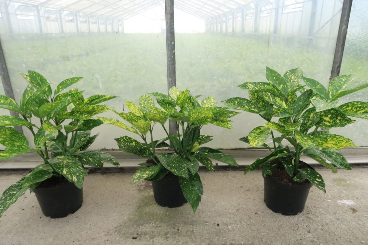 aucuba-japonica-variegata-plant-wholesale-floraccess